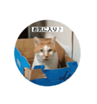 ノラ猫出身・だいち！（個別スタンプ：15）