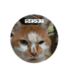 ノラ猫出身・だいち！（個別スタンプ：16）