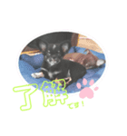 ベビー わんこ（個別スタンプ：1）