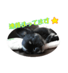 ベビー わんこ（個別スタンプ：2）