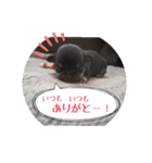 ベビー わんこ（個別スタンプ：4）