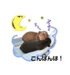 ベビー わんこ（個別スタンプ：5）