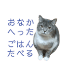 しおにゃんスタンプ（個別スタンプ：1）