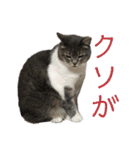 しおにゃんスタンプ（個別スタンプ：5）