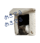 しおにゃんスタンプ（個別スタンプ：7）