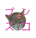 しおにゃんスタンプ（個別スタンプ：8）