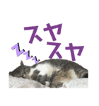 しおにゃんスタンプ（個別スタンプ：12）