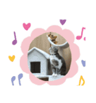 しおにゃんスタンプ（個別スタンプ：13）