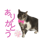 しおにゃんスタンプ（個別スタンプ：24）