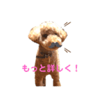 モコモコ兄弟シリーズ2（個別スタンプ：3）