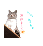 にゃんこ大好きぃ（個別スタンプ：1）