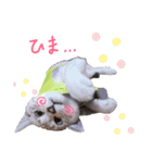 にゃんこ大好きぃ（個別スタンプ：4）