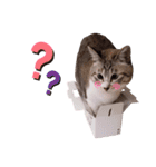 にゃんこ大好きぃ（個別スタンプ：6）