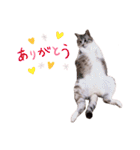 にゃんこ大好きぃ（個別スタンプ：9）