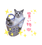 にゃんこ大好きぃ（個別スタンプ：11）