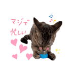 にゃんこ大好きぃ（個別スタンプ：12）
