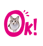 にゃんこ大好きぃ（個別スタンプ：13）