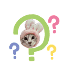 にゃんこ大好きぃ（個別スタンプ：15）