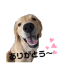 ゴールデンレトリバー とわ＆ゆい（個別スタンプ：4）