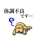 ゴールデンレトリーバー＆ビションフリーゼ（個別スタンプ：24）
