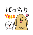ゴールデンレトリーバー＆ビションフリーゼ（個別スタンプ：37）