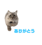 にゃいもいとおともだち（個別スタンプ：3）