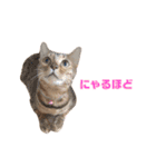 にゃいもいとおともだち（個別スタンプ：7）