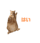 にゃいもいとおともだち（個別スタンプ：8）
