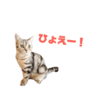 にゃいもいとおともだち（個別スタンプ：12）