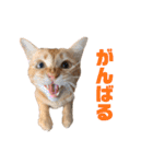 にゃいもいとおともだち（個別スタンプ：13）