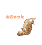 にゃいもいとおともだち（個別スタンプ：19）