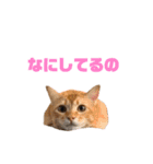 にゃいもいとおともだち（個別スタンプ：22）
