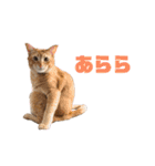 にゃいもいとおともだち（個別スタンプ：33）