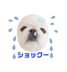 Qちゃんずラブ（個別スタンプ：6）