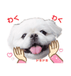 Qちゃんずラブ（個別スタンプ：20）