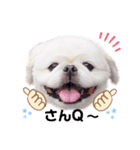 Qちゃんずラブ（個別スタンプ：21）