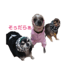 wanko④ちわわとチャイクレミックス（個別スタンプ：2）
