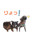 wanko④ちわわとチャイクレミックス（個別スタンプ：9）