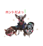 wanko④ちわわとチャイクレミックス（個別スタンプ：11）
