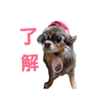 wanko④ちわわとチャイクレミックス（個別スタンプ：15）