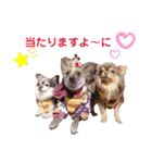wanko④ちわわとチャイクレミックス（個別スタンプ：25）
