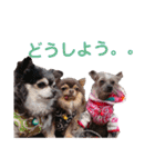 wanko④ちわわとチャイクレミックス（個別スタンプ：26）