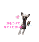 wanko④ちわわとチャイクレミックス（個別スタンプ：28）