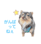 wanko④ちわわとチャイクレミックス（個別スタンプ：29）