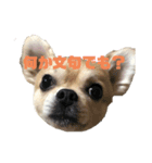 キースくんスタンプ（個別スタンプ：5）