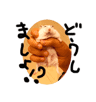 トムプラ（個別スタンプ：1）