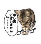 写真だけど漫画っぽい猫 Vol1（個別スタンプ：1）