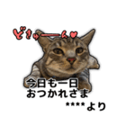 写真だけど漫画っぽい猫 Vol1（個別スタンプ：4）