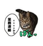 写真だけど漫画っぽい猫 Vol1（個別スタンプ：6）