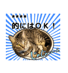 写真だけど漫画っぽい猫 Vol1（個別スタンプ：19）